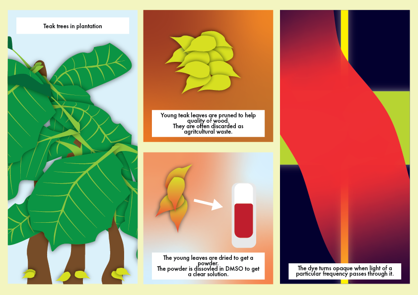 Teak Leaf extract